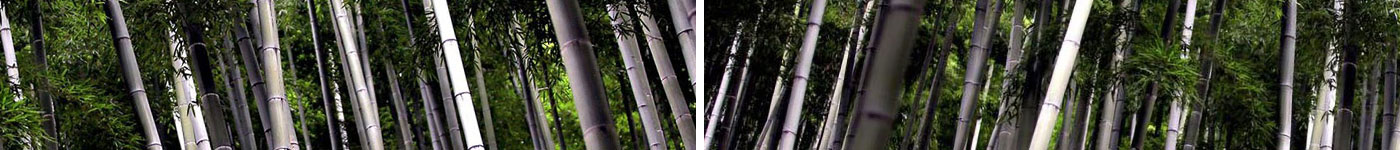 Moso Bamboo Growth