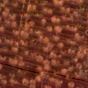 Ipê across the grain cross section at magnification thumbnail