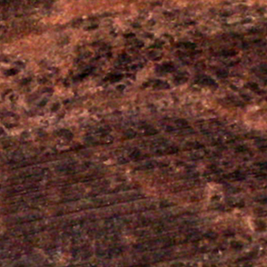Thermal Densified Bamboo across the grain cross section at magnification thumbnail